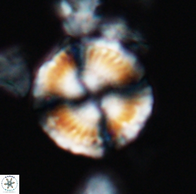 Cyclagelosphaera centrumelliptica 12450