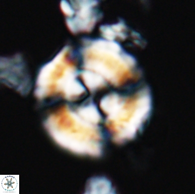 Cyclagelosphaera centrumelliptica 12454