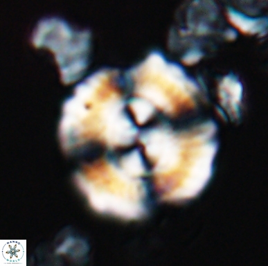 Cyclagelosphaera centrumelliptica 12455
