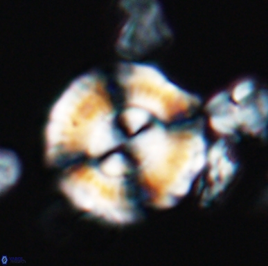 Cyclagelosphaera centrumelliptica 12457