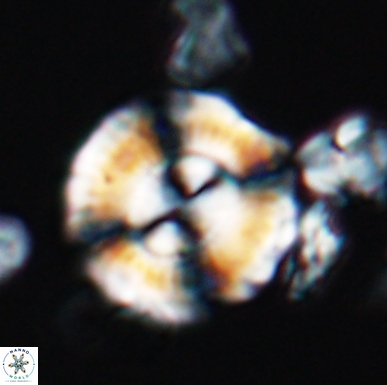 Cyclagelosphaera centrumelliptica 12457