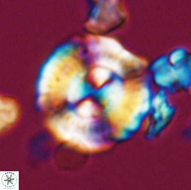 Cyclagelosphaera centrumelliptica 12458