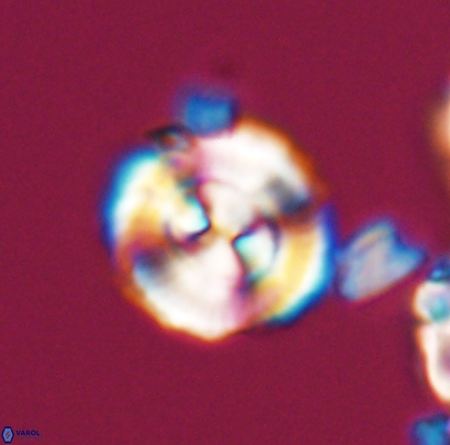 Cyclagelosphaera centrumelliptica 12689
