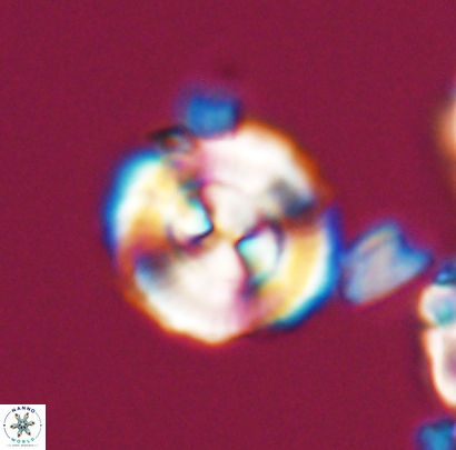 Cyclagelosphaera centrumelliptica 12689