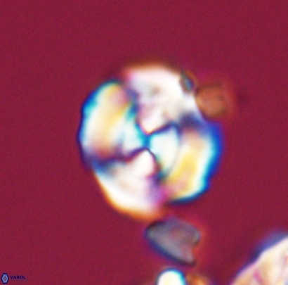 Cyclagelosphaera centrumelliptica 12691