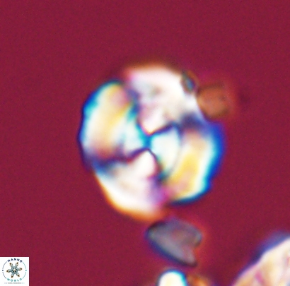 Cyclagelosphaera centrumelliptica 12691