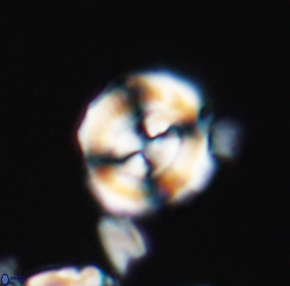 Cyclagelosphaera centrumelliptica 12692