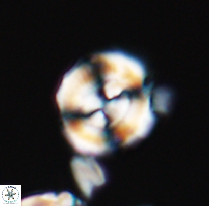 Cyclagelosphaera centrumelliptica 12692