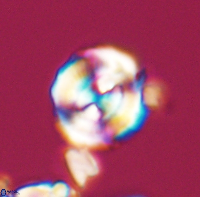 Cyclagelosphaera centrumelliptica 12693