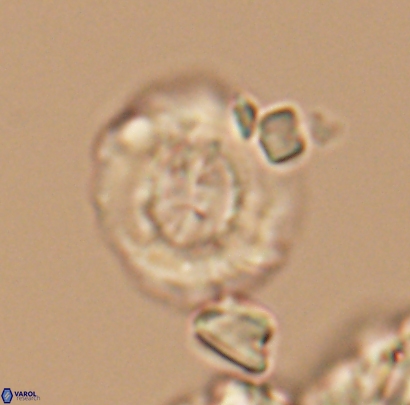 Cyclagelosphaera centrumelliptica 12694