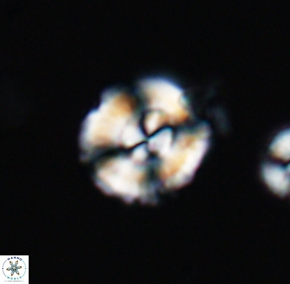 Cyclagelosphaera centrumelliptica 12710
