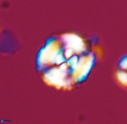 Cyclagelosphaera centrumelliptica 12711