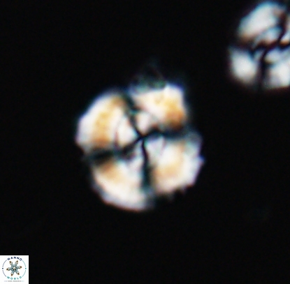 Cyclagelosphaera centrumelliptica 12712