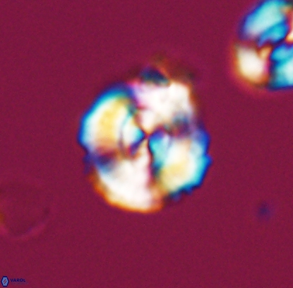 Cyclagelosphaera centrumelliptica 12713
