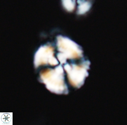 Cyclagelosphaera centrumelliptica 12714