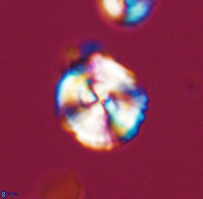 Cyclagelosphaera centrumelliptica 12715