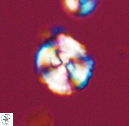 Cyclagelosphaera centrumelliptica 12715