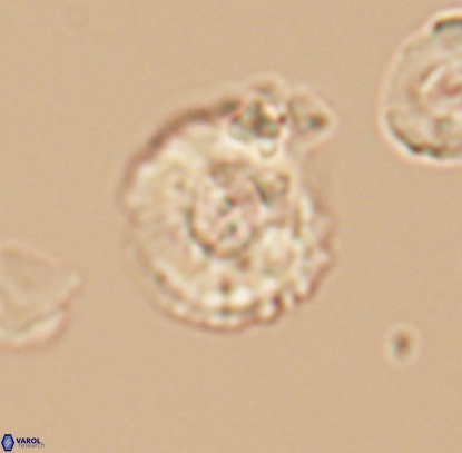 Cyclagelosphaera centrumelliptica 12716