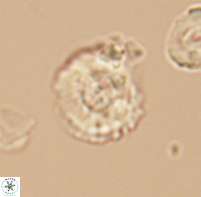 Cyclagelosphaera centrumelliptica 12716