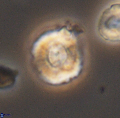 Cyclagelosphaera centrumelliptica 12717