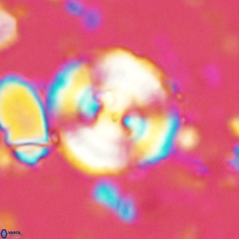 Cyclagelosphaera centrumelliptica 2067