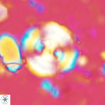 Cyclagelosphaera centrumelliptica 2067