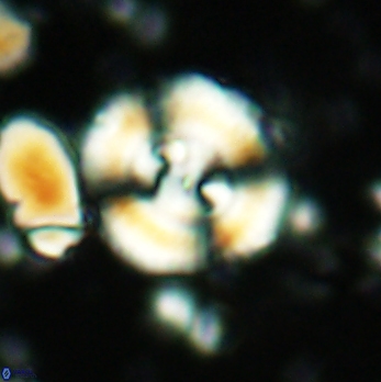 Cyclagelosphaera centrumelliptica 2066