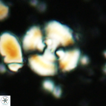 Cyclagelosphaera centrumelliptica 2066