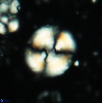 Cyclagelosphaera centrumelliptica 2086