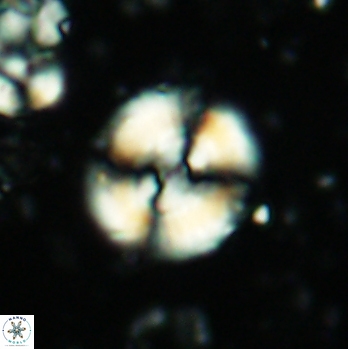 Cyclagelosphaera centrumelliptica 2086
