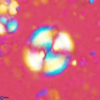 Cyclagelosphaera centrumelliptica 2087