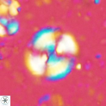 Cyclagelosphaera centrumelliptica 2087