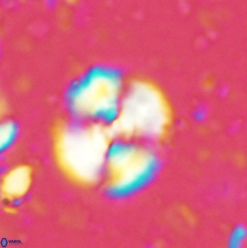 Cyclagelosphaera centrumelliptica 2088