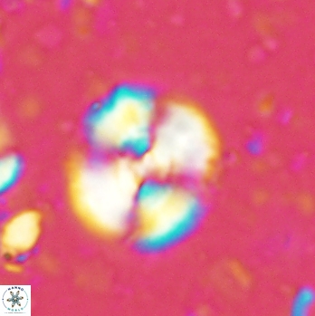 Cyclagelosphaera centrumelliptica 2088