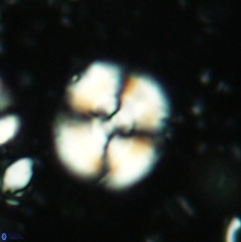 Cyclagelosphaera centrumelliptica 2089