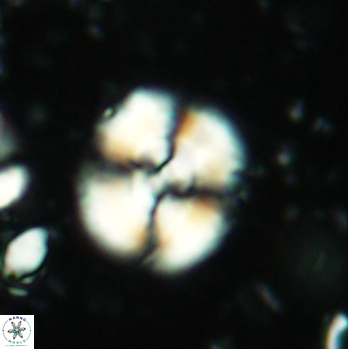 Cyclagelosphaera centrumelliptica 2089