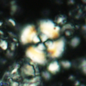 Cyclagelosphaera centrumelliptica 2101