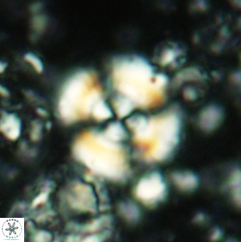 Cyclagelosphaera centrumelliptica 2101