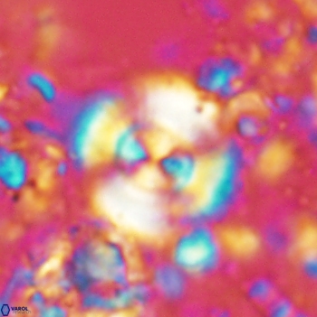 Cyclagelosphaera centrumelliptica 2102