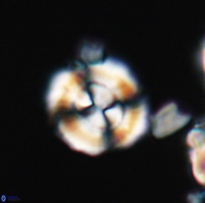 Cyclagelosphaera centrumelliptica 12688