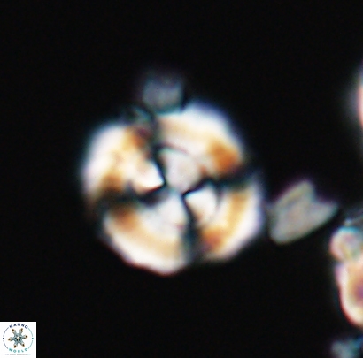 Cyclagelosphaera centrumelliptica 12688