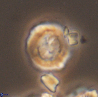 Cyclagelosphaera centrumelliptica 12696