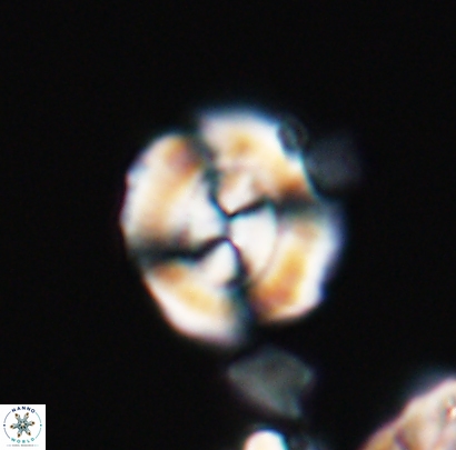 Cyclagelosphaera centrumelliptica 12690