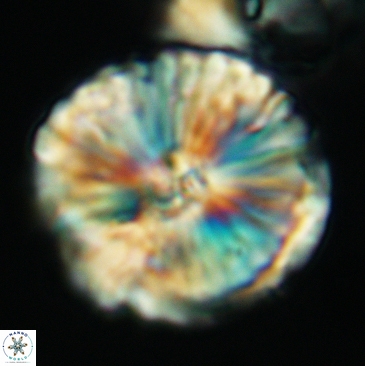 Cyclagelosphaera deflandrei 3810