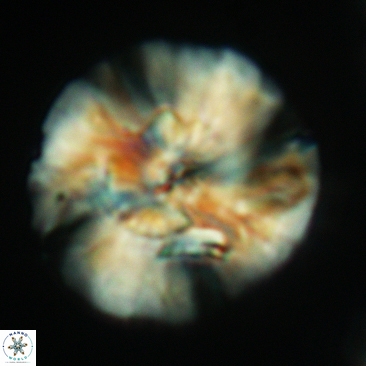 Cyclagelosphaera deflandrei 3816