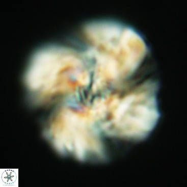 Cyclagelosphaera deflandrei 3819