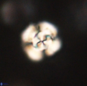 Cyclagelosphaera elevatocycla 62400