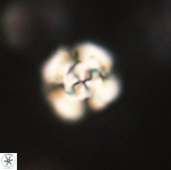 Cyclagelosphaera elevatocycla 62400
