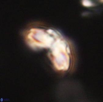 Cyclagelosphaera elevatocycla 62357