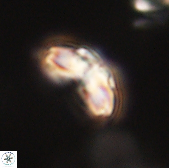 Cyclagelosphaera elevatocycla 62357